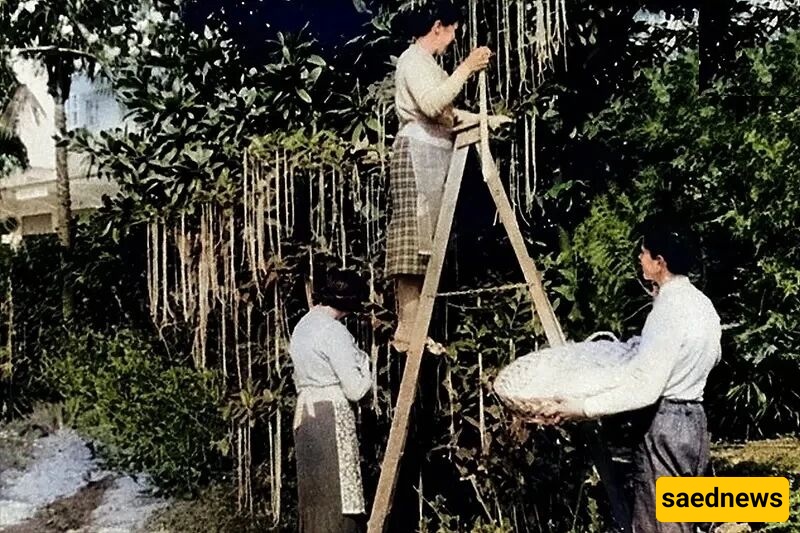 The Strange Story of Harvesting from the ‘Macaroni Tree’ + Photos