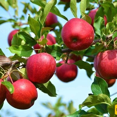 Iran's Apple Harvest: Annual Production Reaches 3-4 Million Tons