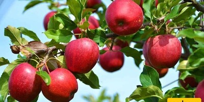 Iran's Apple Harvest: Annual Production Reaches 3-4 Million Tons