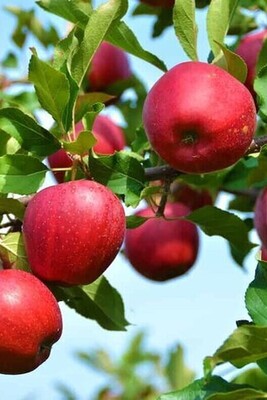 Iran's Apple Harvest: Annual Production Reaches 3-4 Million Tons