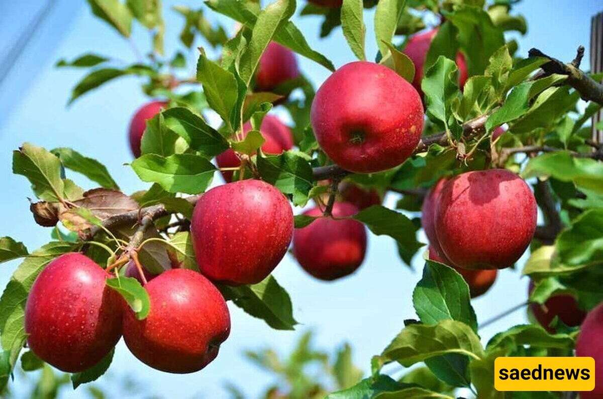 Iran's Apple Harvest: Annual Production Reaches 3-4 Million Tons