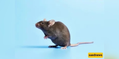 Mouse Droppings in Rice — Is This Contamination Permissible or Should the Rice Be Thrown Away?