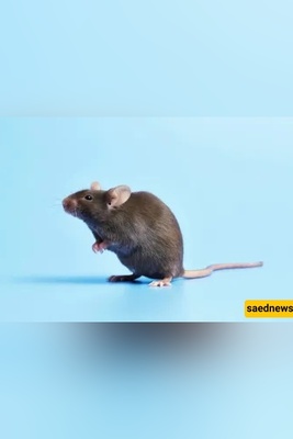 Mouse Droppings in Rice — Is This Contamination Permissible or Should the Rice Be Thrown Away?