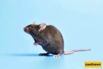 Mouse Droppings in Rice — Is This Contamination Permissible or Should the Rice Be Thrown Away?
