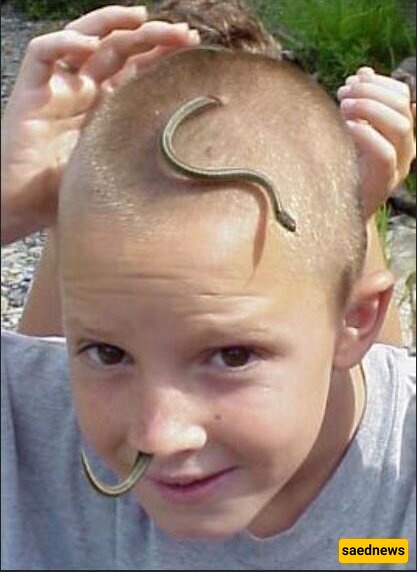 snake