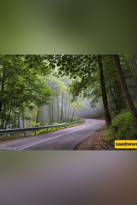 Dalekhani Forest in Ramsar, Iran: An Enchanted Misty Retreat in the Heart of the Alborz Mountains