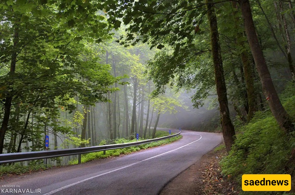 Dalekhani Forest in Ramsar, Iran: An Enchanted Misty Retreat in the Heart of the Alborz Mountains