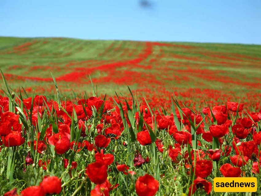 Red Poppy Fields