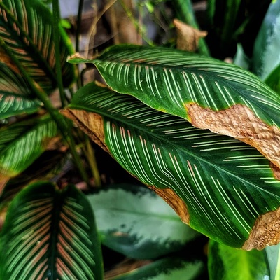 How To Tell If Your Plant Problem Comes From Light Or Watering
