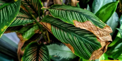 How To Tell If Your Plant Problem Comes From Light Or Watering