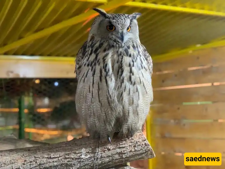  Mashhad Bird Garden