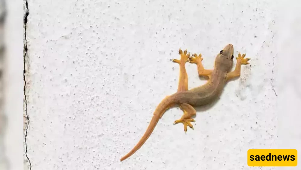lizzad killing islam