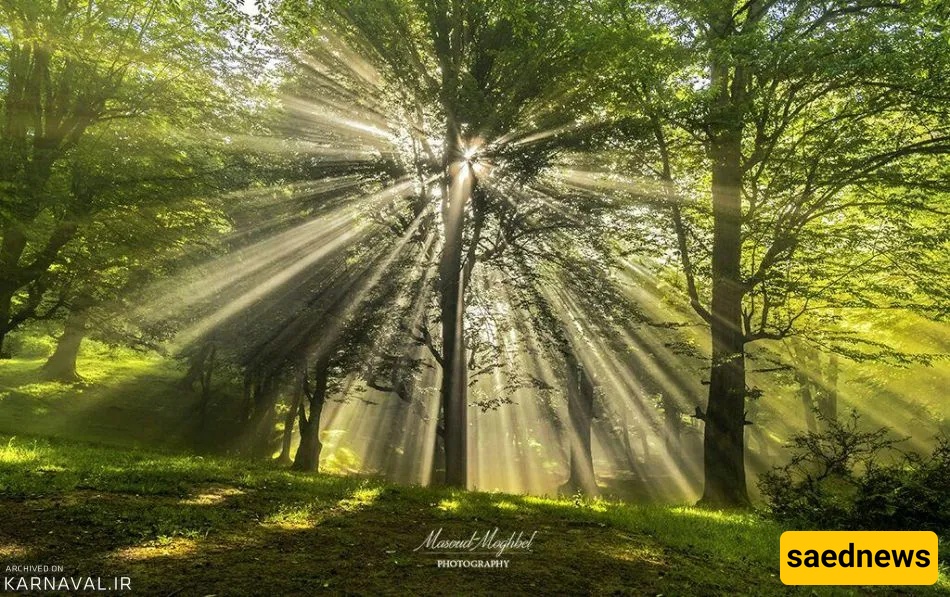 dalekhani forest