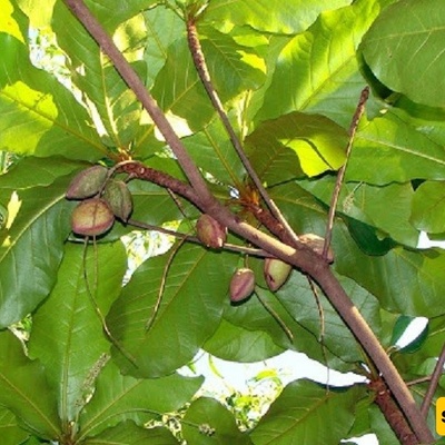Growing and Caring for Almond Trees: A Complete Guide