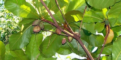 Growing and Caring for Almond Trees: A Complete Guide