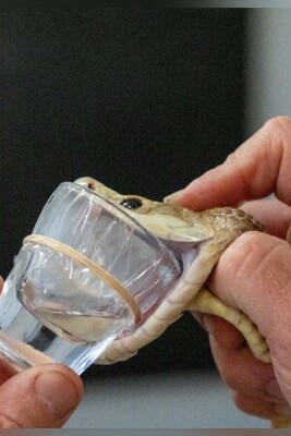 [VIDEO] Cyclone's Deadly Secret: How This Snake Yields Enough Venom to Kill 400 People