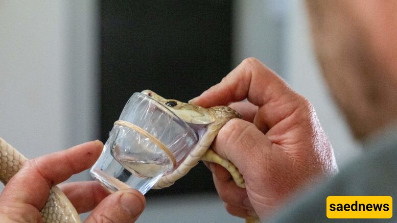 [VIDEO] Cyclone's Deadly Secret: How This Snake Yields Enough Venom to Kill 400 People