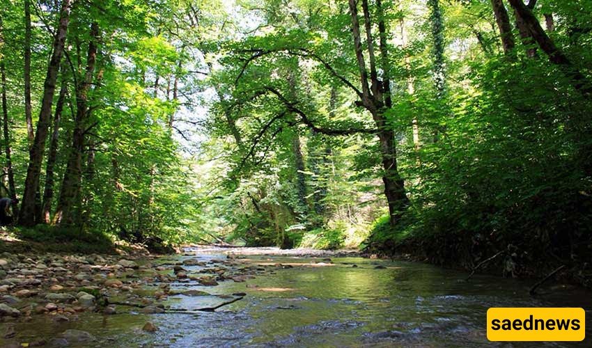  Palang-Dareh (Leopard Valley) Forest