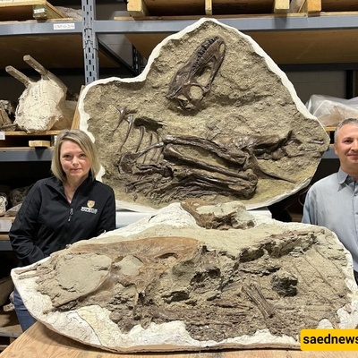 The Last Meal of This Dinosaur Was Discovered Inside Its Fossil After 75 Million Years