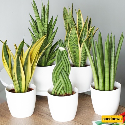 9 Lucky Houseplants That Bring You Good Fortune—Gift Yourself Some Luck with These Flowers [+Photos]