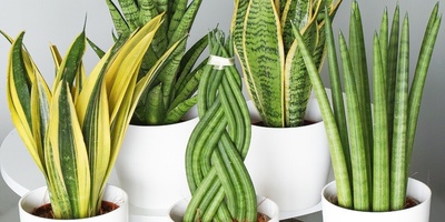 9 Lucky Houseplants That Bring You Good Fortune—Gift Yourself Some Luck with These Flowers [+Photos]