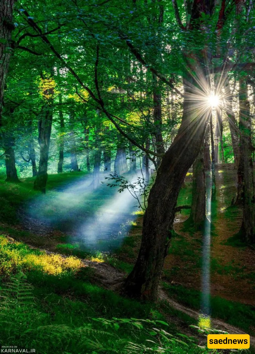dalekhani forest