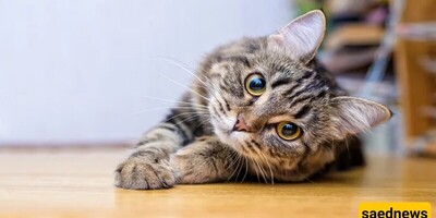 7 Tips For Caring For Pet Cats That You Should Know / Don’t Rush Into Bringing a Cat Home