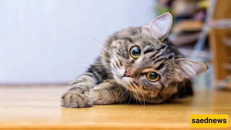 7 Tips For Caring For Pet Cats That You Should Know / Don’t Rush Into Bringing a Cat Home