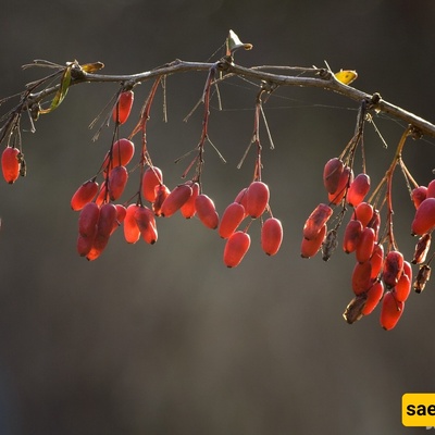 How To Make Barberry Pickle