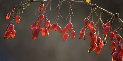 How To Make Barberry Pickle