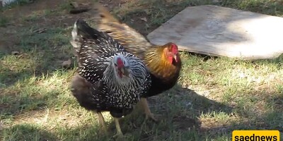 Wildlife Documentary of Animals :A Mouse Hunt by a Domestic Chicken + Video