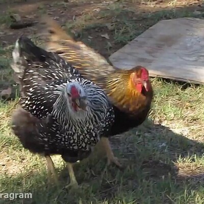 Wildlife Documentary of Animals :A Mouse Hunt by a Domestic Chicken + Video