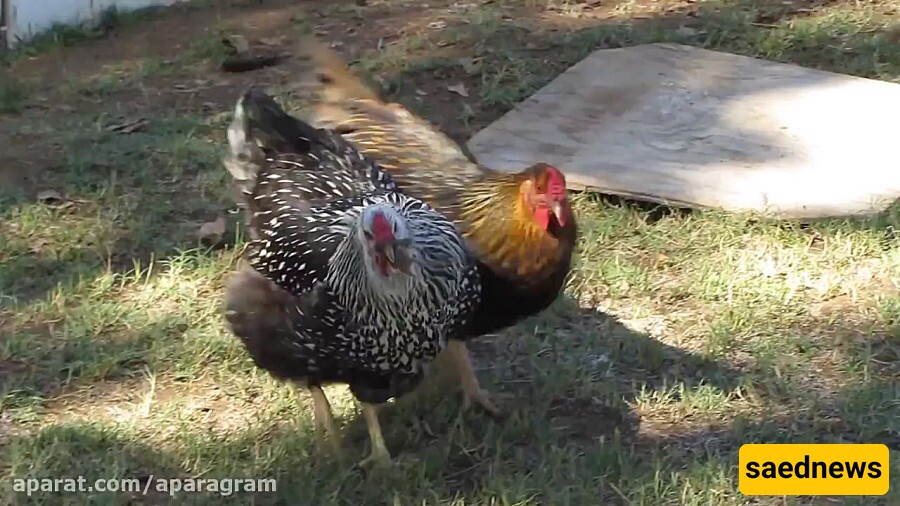 Wildlife Documentary of Animals :A Mouse Hunt by a Domestic Chicken + Video