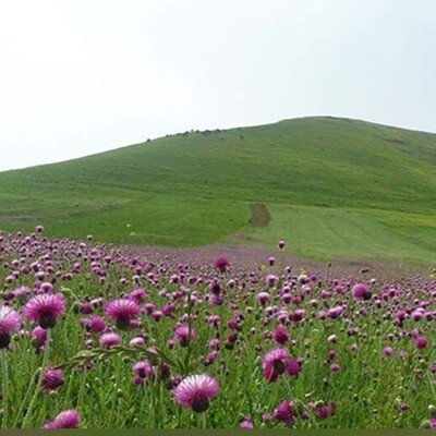 Moghan Plain Is A Must Seen Place in Ardabil!