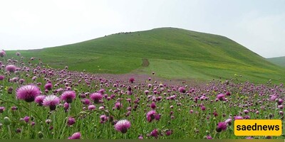 Moghan Plain Is A Must Seen Place in Ardabil!