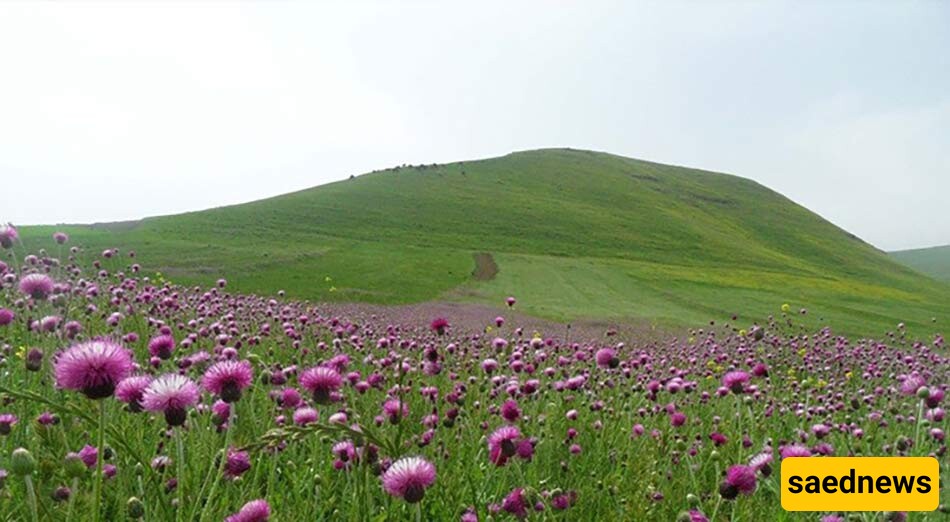 Moghan Plain Is A Must Seen Place in Ardabil!