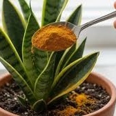 How to Make a Homemade Turmeric Solution for Faster Plant Growth and Beautiful Flowers