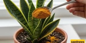 How to Make a Homemade Turmeric Solution for Faster Plant Growth and Beautiful Flowers