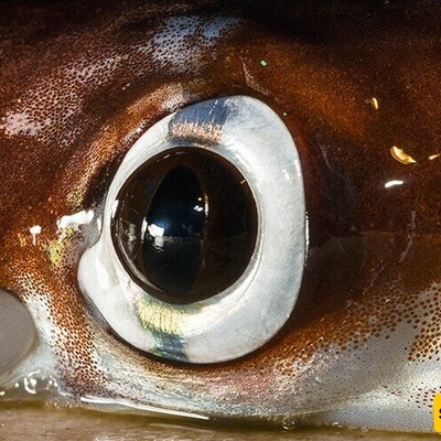 5 Animals with the Most Astonishing Eyes + Photos