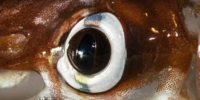 5 Animals with the Most Astonishing Eyes + Photos
