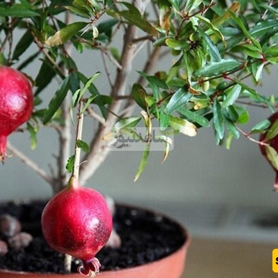 How to Grow Pomegranate from Seeds! This Strange Trick Let Me Grow a Real Tree from Just One Pomegranate + Video