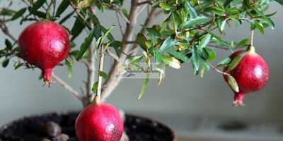 How to Grow Pomegranate from Seeds! This Strange Trick Let Me Grow a Real Tree from Just One Pomegranate + Video