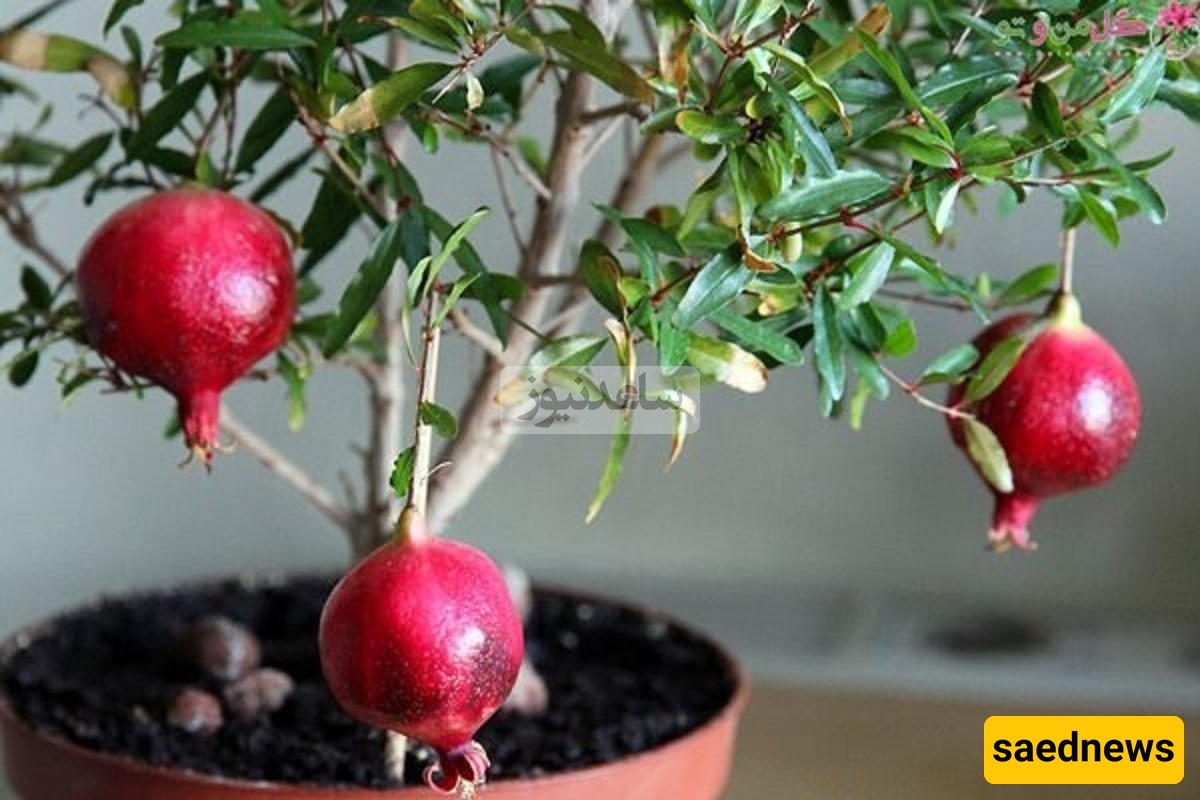 How to Grow Pomegranate from Seeds! This Strange Trick Let Me Grow a Real Tree from Just One Pomegranate + Video