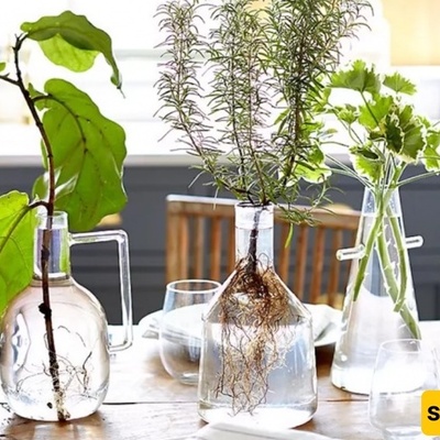 5 Plants and Flowers That Can Grow Without Soil in a Glass of Water
