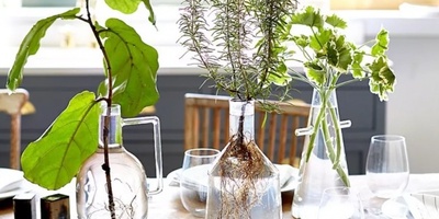 5 Plants and Flowers That Can Grow Without Soil in a Glass of Water