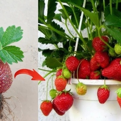 How to Grow and Care for Strawberries