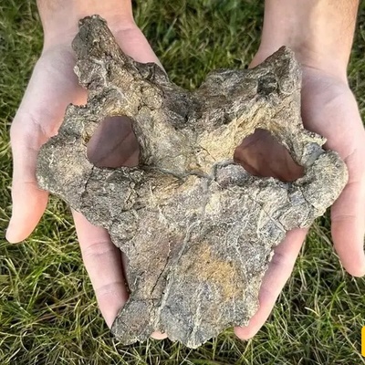 The Mystery Of 150-Million-Year-Old Dinosaurs Revealed By An Exceptional Skull
