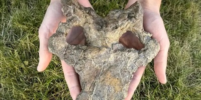The Mystery Of 150-Million-Year-Old Dinosaurs Revealed By An Exceptional Skull