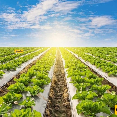 What Is the Use of Mulching in Agriculture? + Key Points