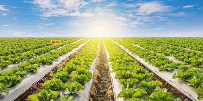 What Is the Use of Mulching in Agriculture? + Key Points